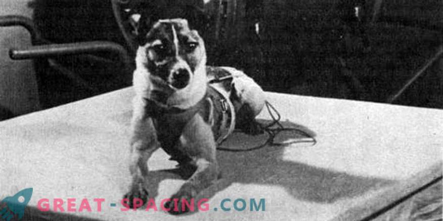 Laika preparation for space launch