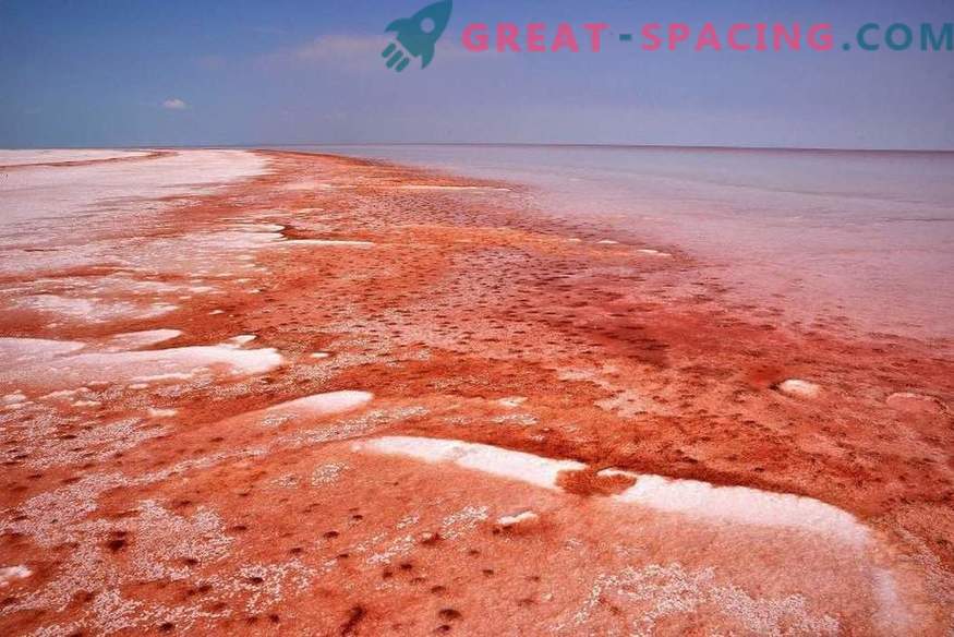 What terrestrial organism can hide in salty Martian water?