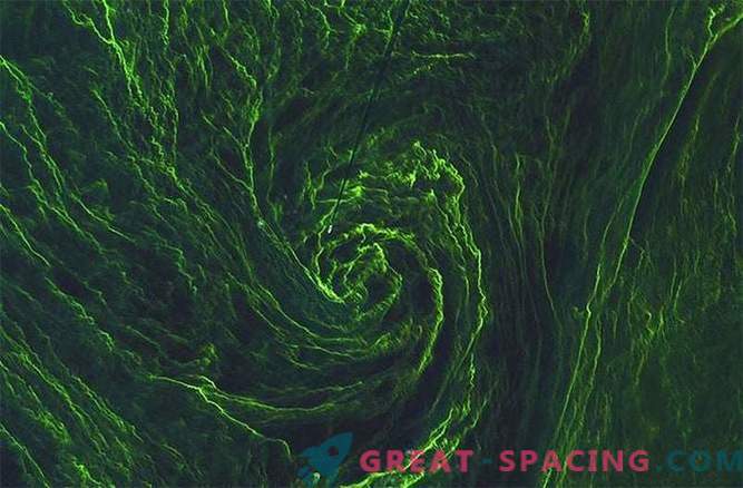 Satellite captures whirlpool of green algae