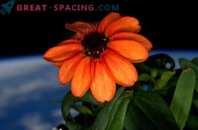 Zinnia blossomed aboard the ISS