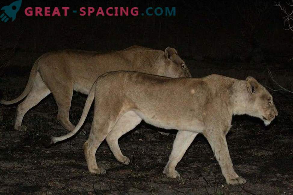 Superlong can increase the rapacity of wildlife