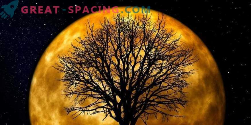 Did you know that moon trees grow on Earth