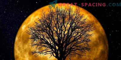 Did you know that moon trees grow on Earth