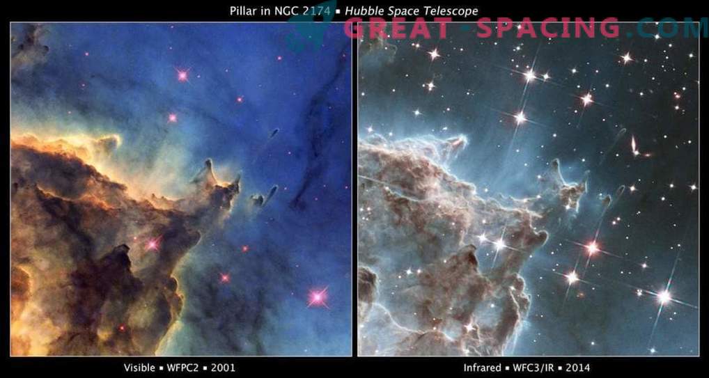 The impact of stellar winds on the Monkey Head Nebula