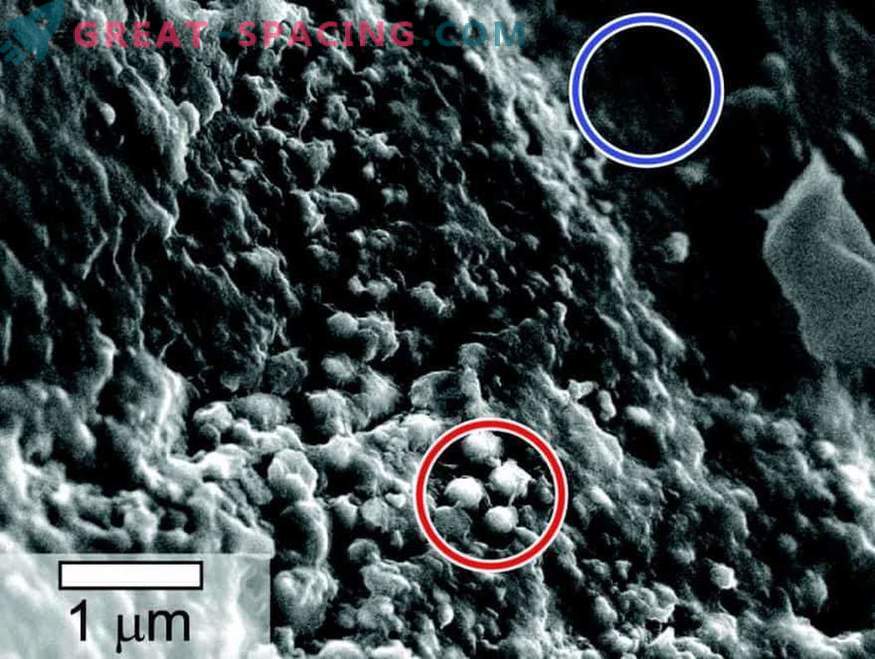 Life is detected in samples of a Martian meteorite
